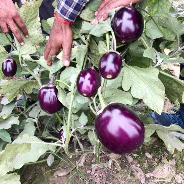 ৫ গ্রাম তাল বেগুন বীজ